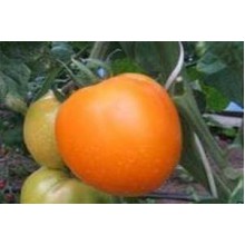 Редкие сорта томатов Граф из Эджкомб